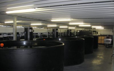 Aquaponics plant in Brussels (Ferme Abattoir) Belgium (2017-2018)