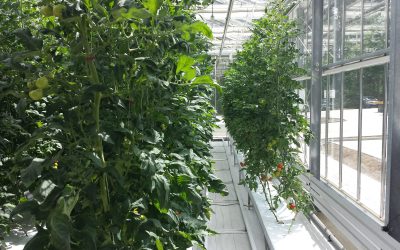 aquaponic plants within the EU-funded project INAPRO Waren Germany, Murcia Spain (2014-2018)